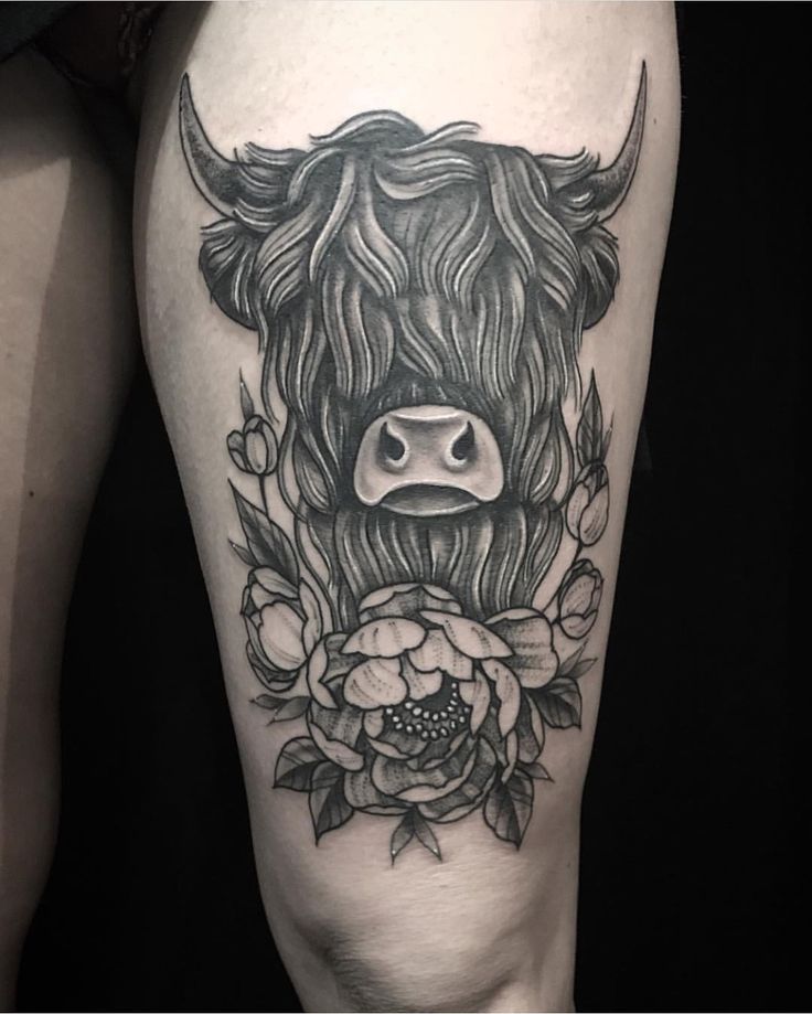 20 Highland Cow Tattoo Nollmaxine