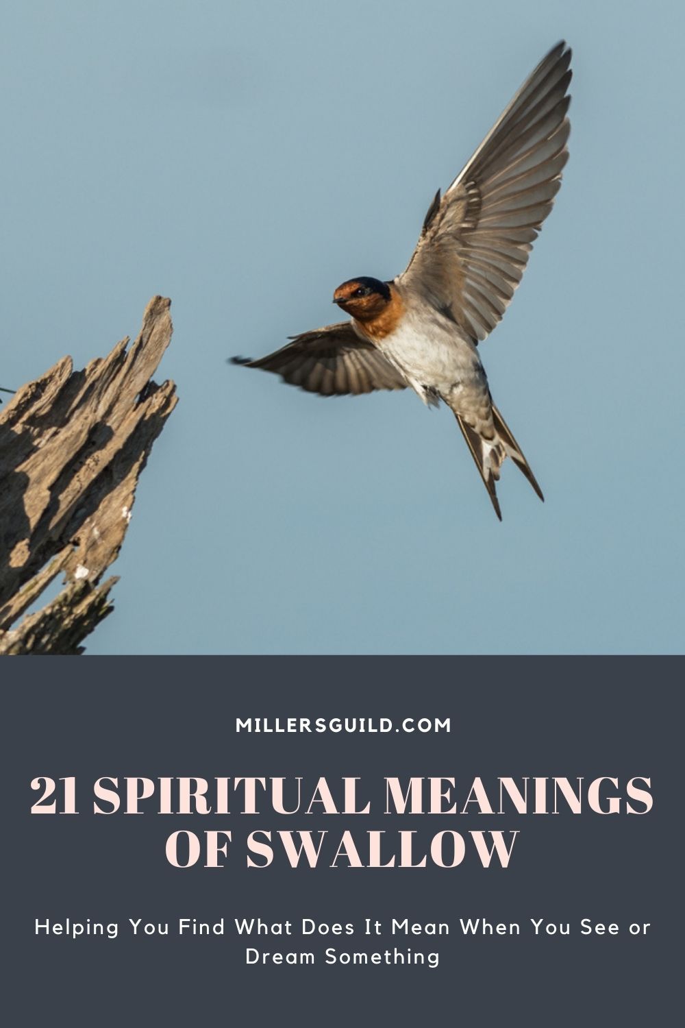 21 Spiritual Meanings Of Swallow Symbolism Meaning Of Swallow Swallow Symbolism Spiritual