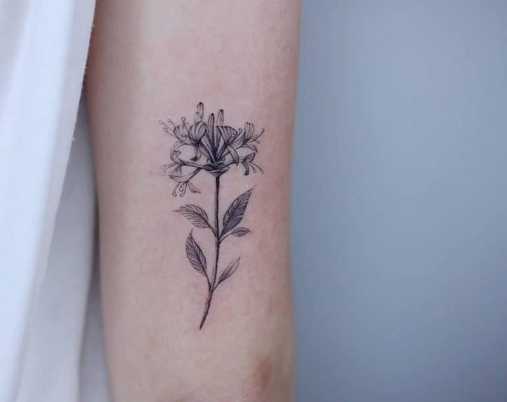 42 Best Honeysuckle Tattoo Ideas Honeysuckle Tattoo Honeysuckle Tattoos