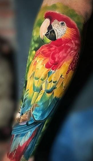 70 Colorful Parrot Tattoos Ideas Meaning Tattoo Me Now