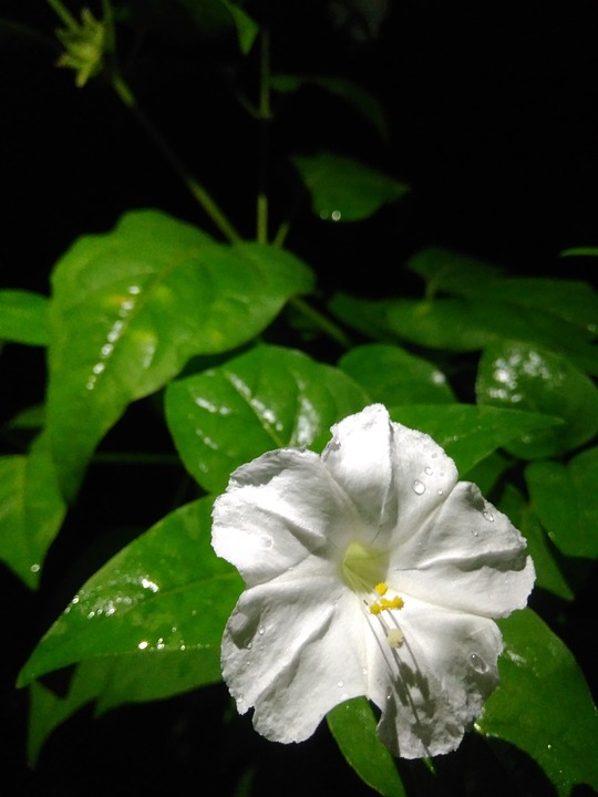 A Black And White Flower With Leaves On It