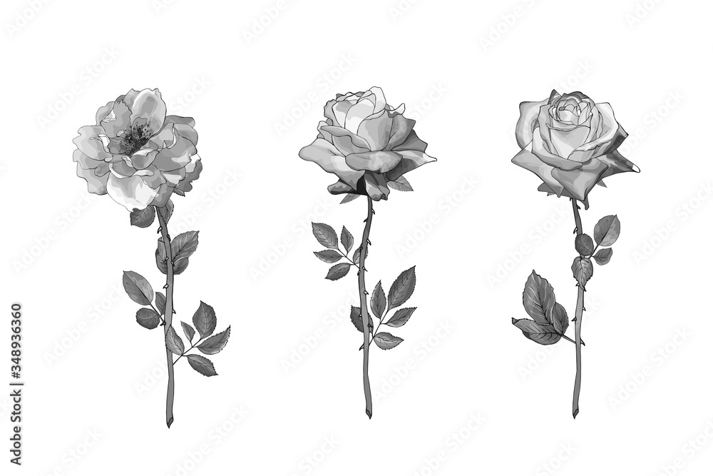 A Classic Black And Gray Stem Makes A Monochrome Impact Rose Drawing