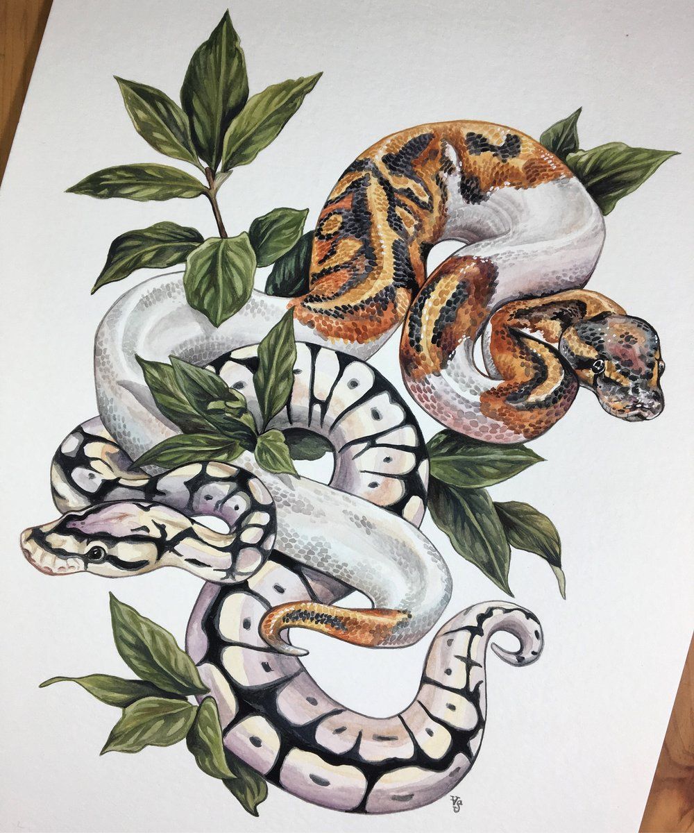 Ball Pythons Bay Leaves Snake Art Snake Painting Snake Drawing