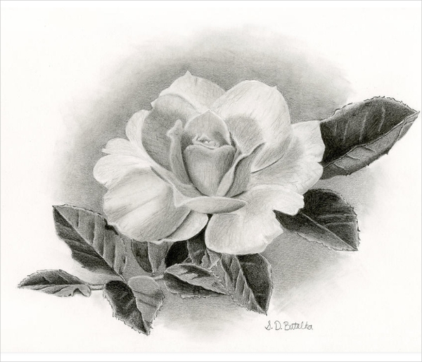 Black And Grey Rose Drawing Drawing Word Searches