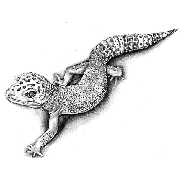 Colleentrillow Gecko Tattoo Lizard Tattoo Sketch Tattoo Design