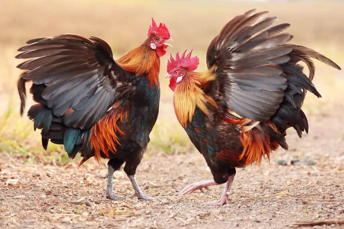 Farm Rooster Chickens And Roosters Different Breeds Of Chickens Chicken Breeds