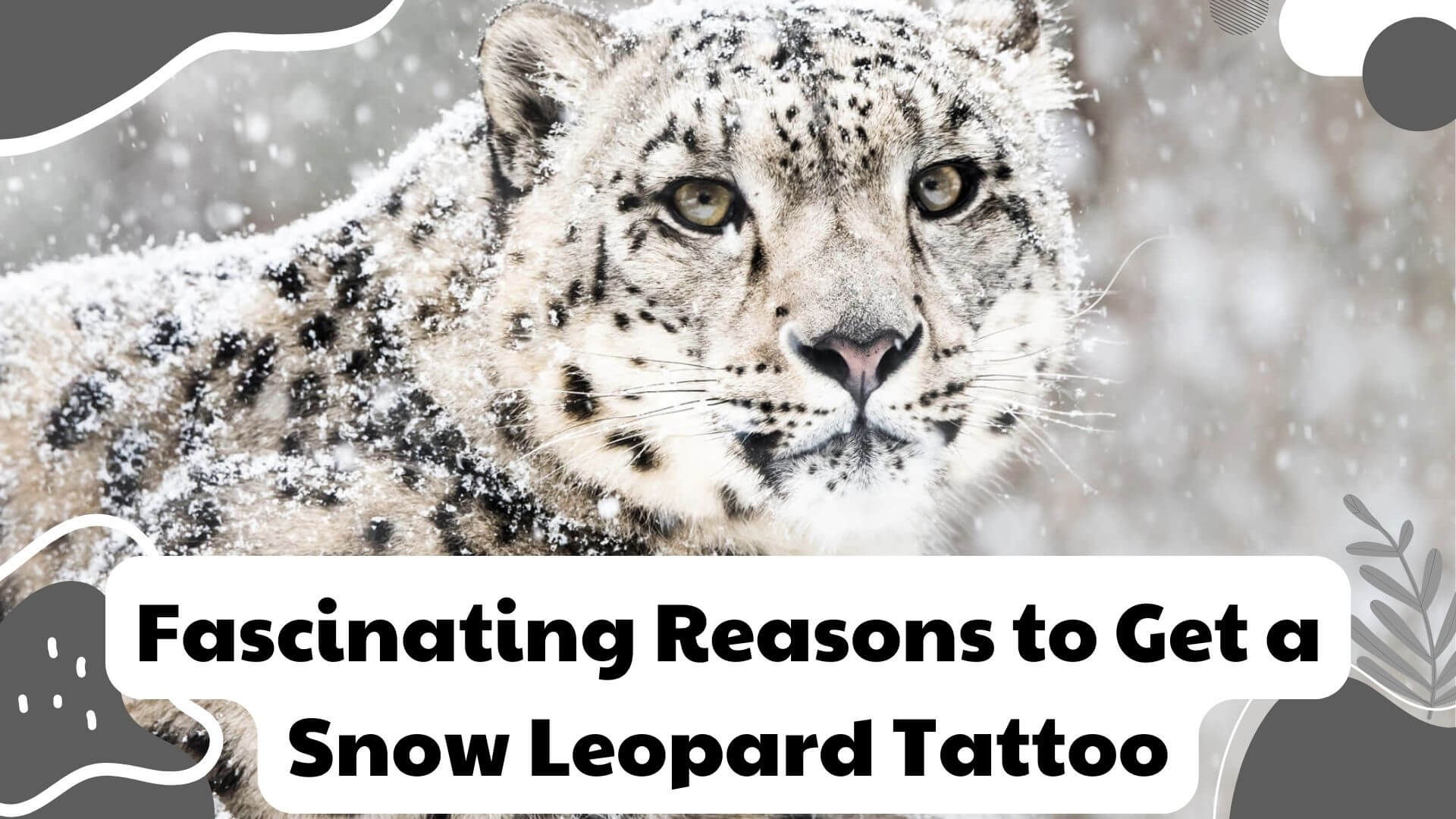 Fascinating Reasons To Get A Snow Leopard Tattoo 2024