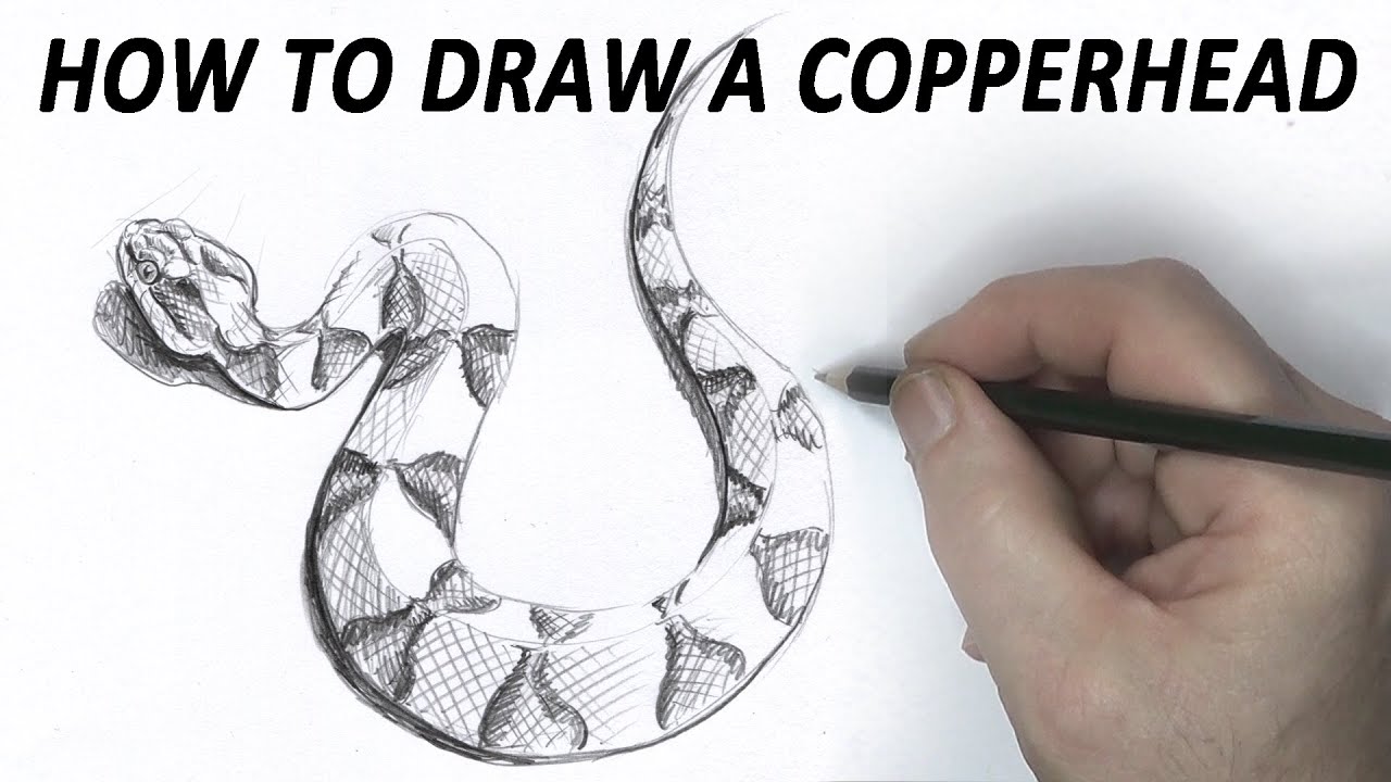 How To Draw A Realistic Snake Head