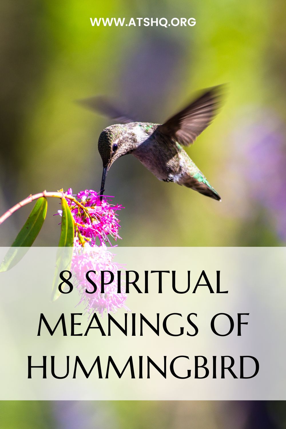 Hummingbird Symbolism 8 Spiritual Meanings Of Hummingbird 2023