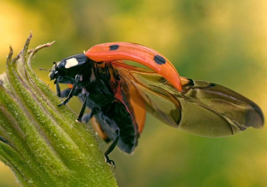 Ladybird Tattoo With White Angel Wings And Patterned Wings Lady Bug