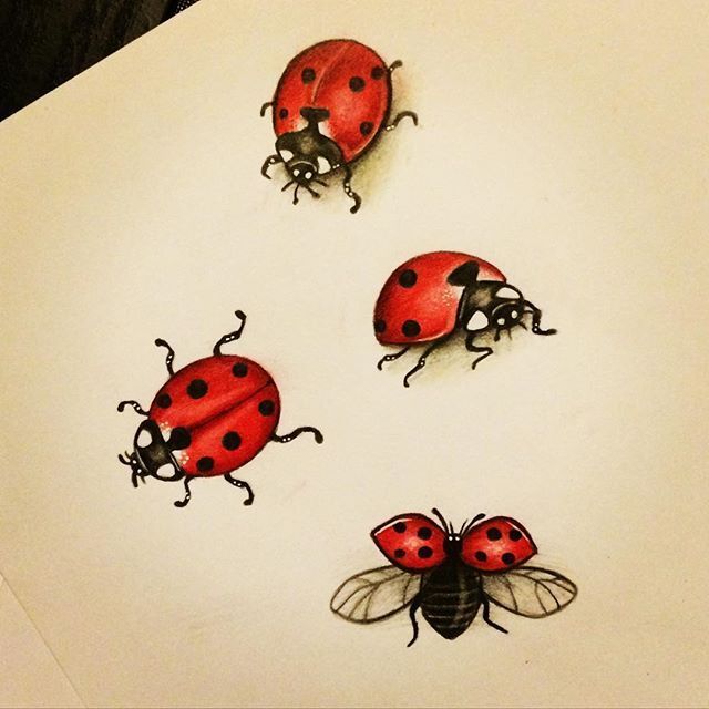 Ladybug Collection 2 Lady Bug Tattoo Daisy Tattoo Designs Bug Tattoo