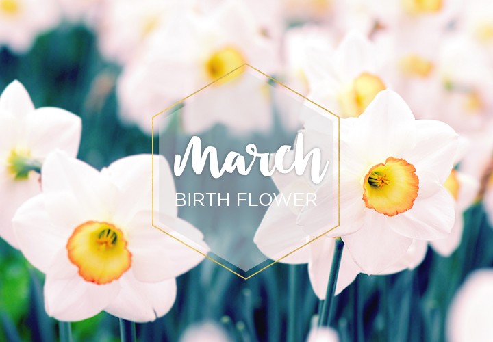 March Birth Flower Daffodil Ftd Com