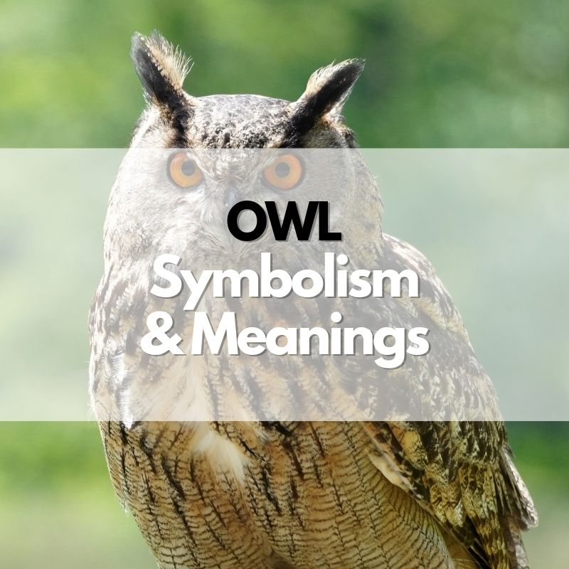 Owl Symbolism Meanings And History Symbol Genie