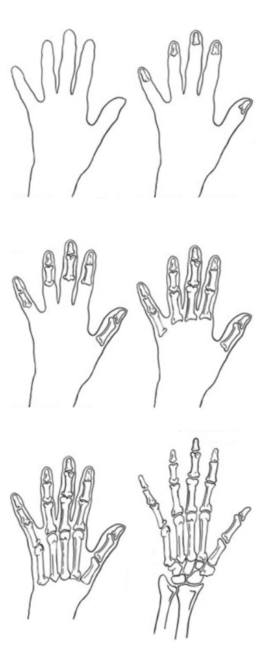 Skeleton Hand Tattoo Drawing Step By Step Hands Finley Keegan