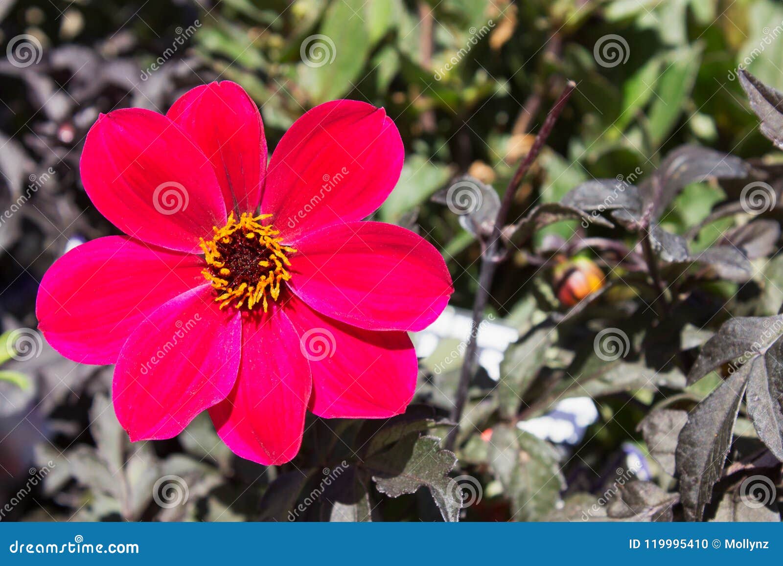 Sluit Beeld Van Enig Cerise Omhoog Dahlia Mystic Allure Flower Stock Foto Image Of Vreugde