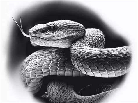 Snake Tattoo Black And Grey Tattoos Chest Piece Tattoos Tattoos