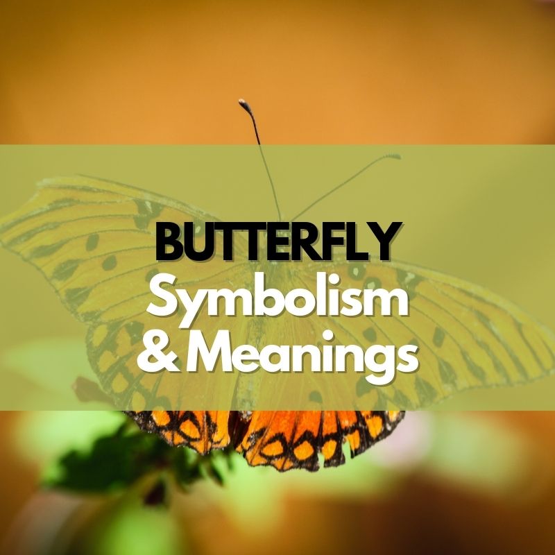 Unlocking The Enigmatic Symbolism And Deep Meanings Of Butterfly